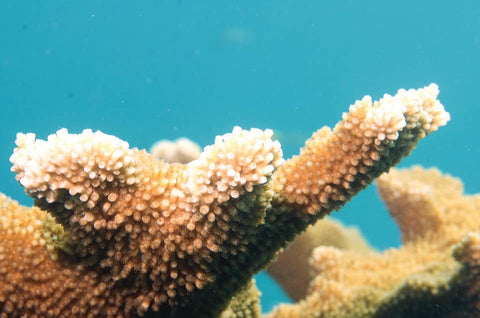 Elkhorn Coral Membership