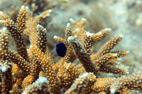 Staghorn Coral Membership