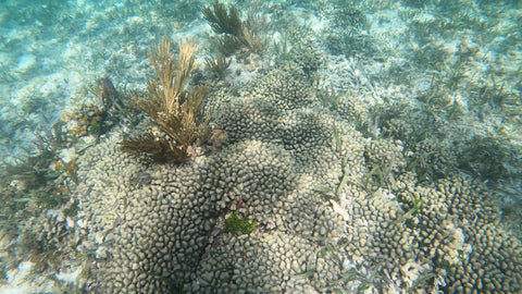 Finger Coral Membership