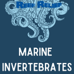 Marine Invertebrates