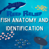 Fish Anatomy