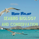 Biology and Conservation of Seabirds