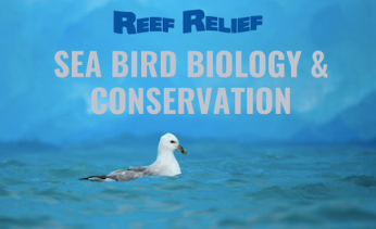 Biology and Conservation of Seabirds